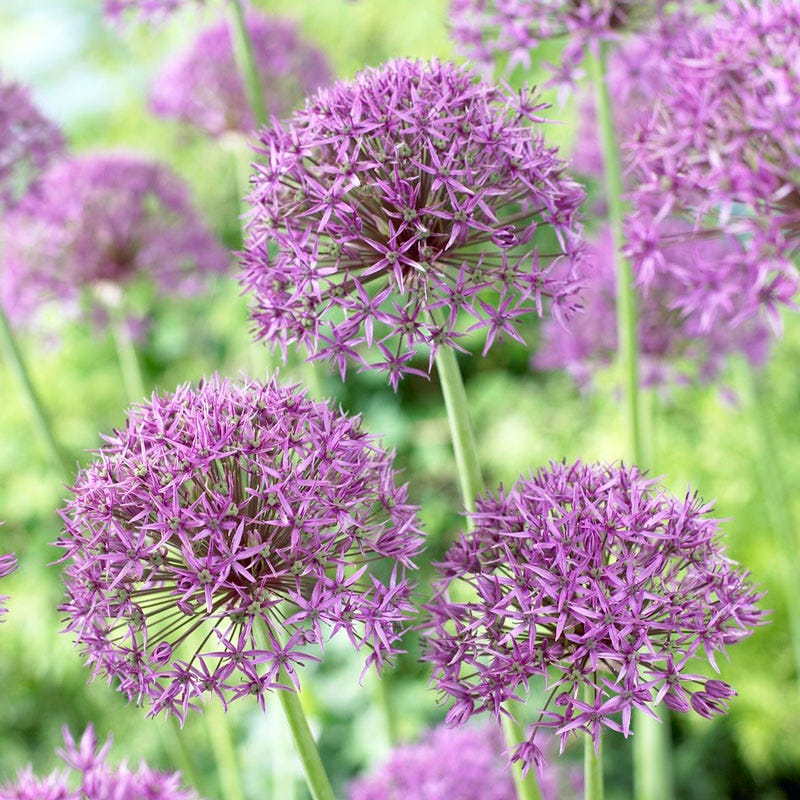 Violet Beauty Allium - Thumbnail 2