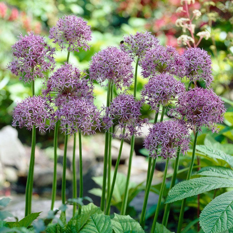Violet Beauty Allium Bulbs Ornamental Onion Violet Beauty High violet-beauty-allium-bulbs-ornamental-onion-violet-beauty-high