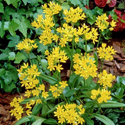 Jeannine Yellow Allium