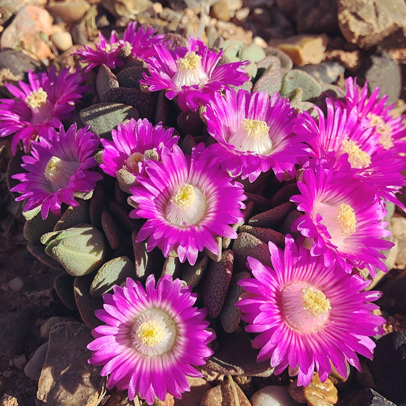 purple succulent with yellow flowers Hardy Living Stone, Pink Cold Hardy Mesemb