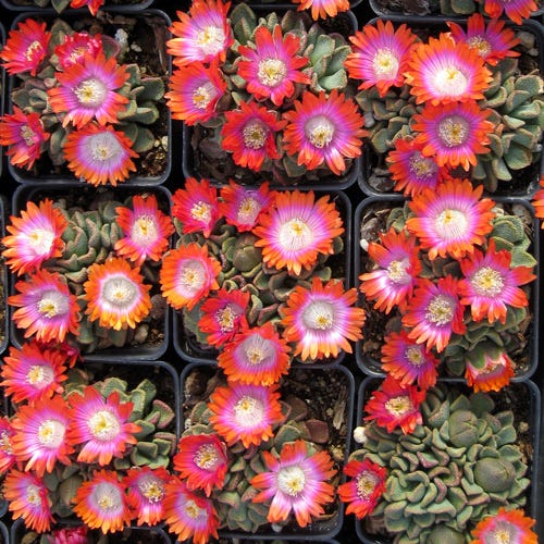 Psychedelic Mesemb (Aloinopsis) - Thumbnail 2