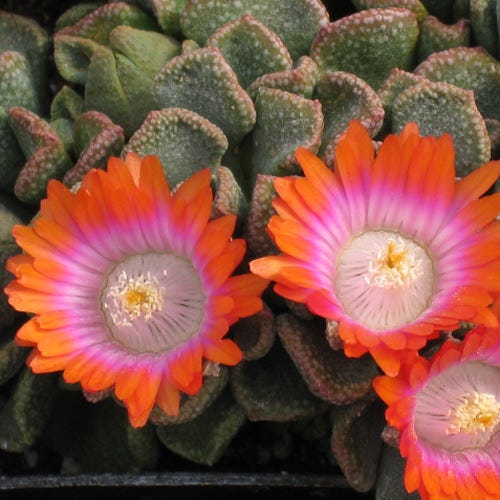 Psychedelic Mesemb (Aloinopsis) - Thumbnail 3
