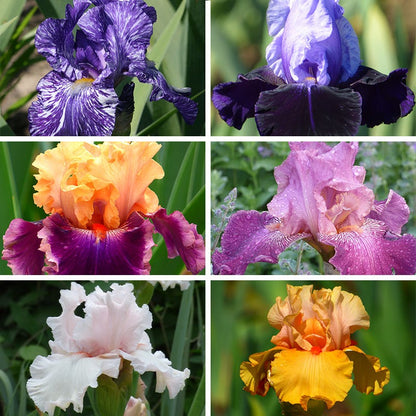 Alpenglow Bearded Iris Collection