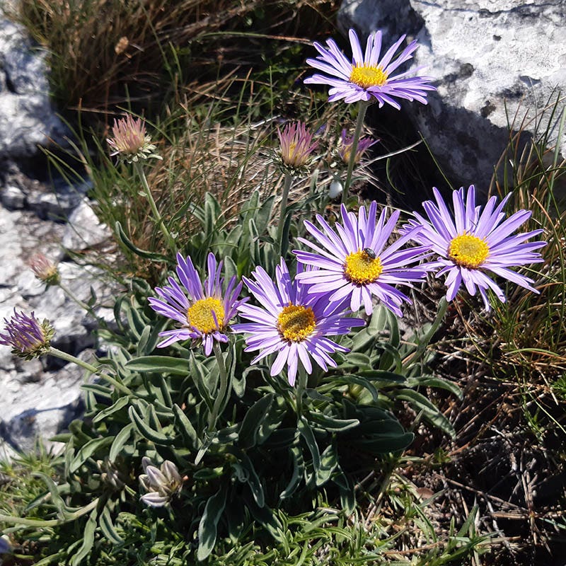 Dwarf Alpine Aster