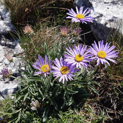 Dwarf Alpine Aster