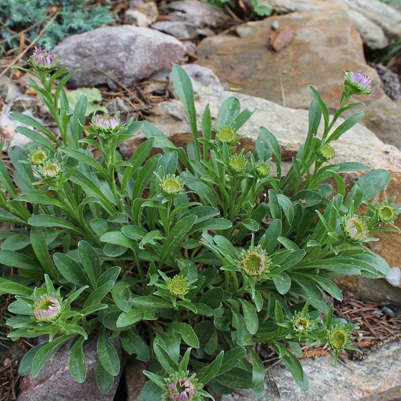 Dwarf Alpine Aster