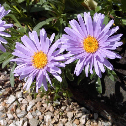 Dwarf Alpine Aster