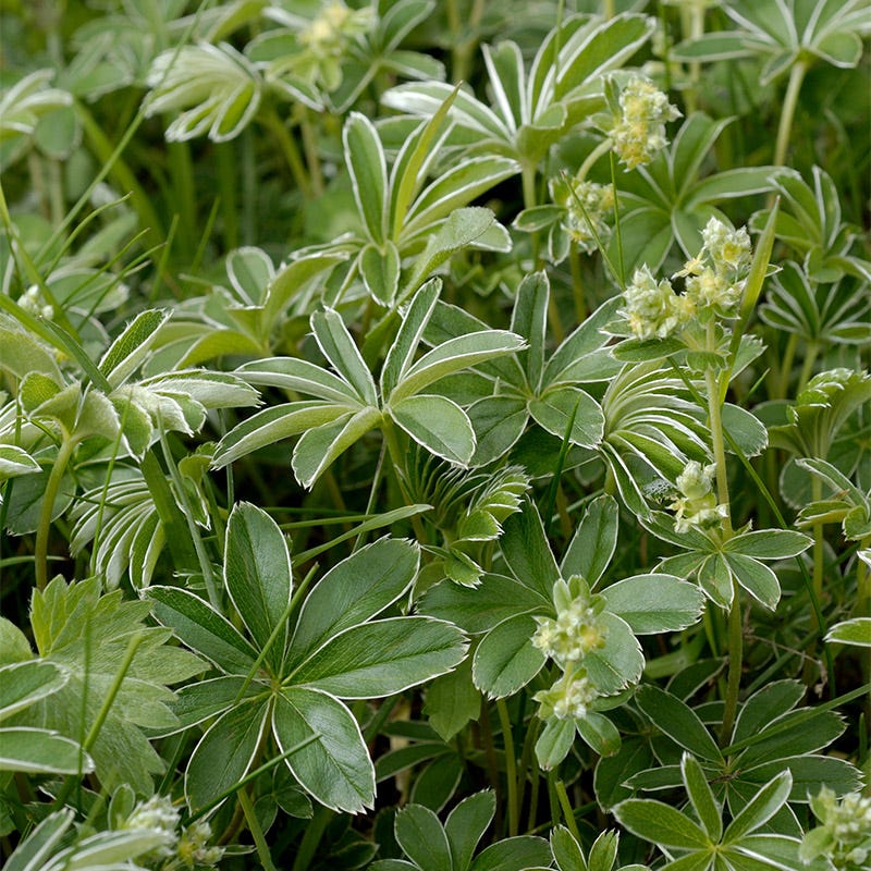 Alpine Lady's Mantle