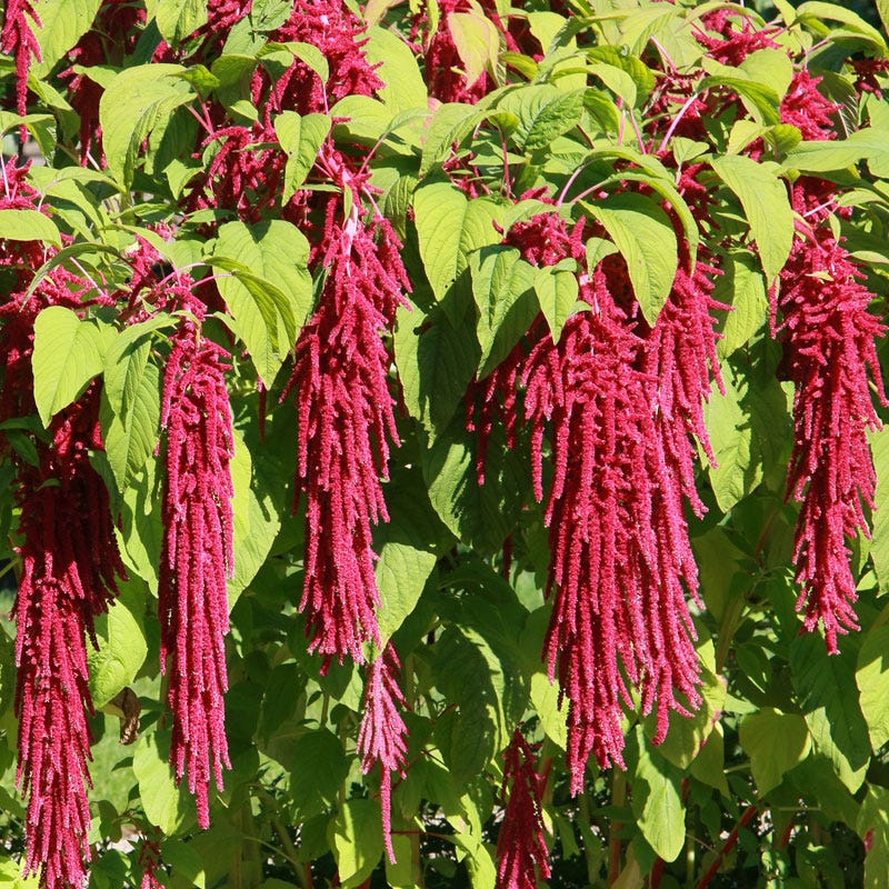 Love Lies Bleeding Seeds (Amaranthus)