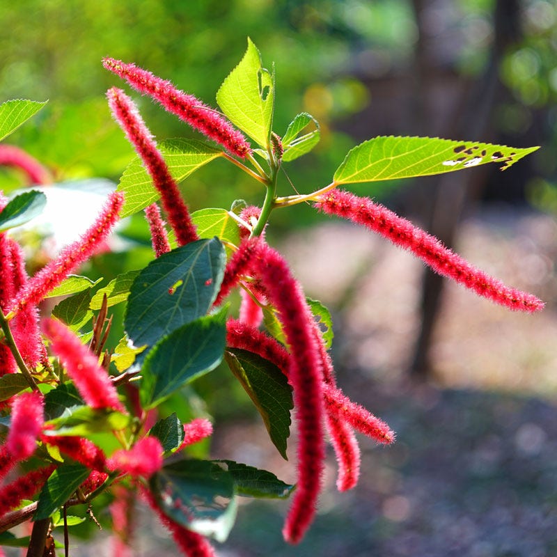 Love Lies Bleeding Seeds (Amaranthus)