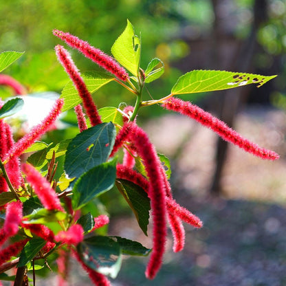 Love Lies Bleeding Seeds (Amaranthus)