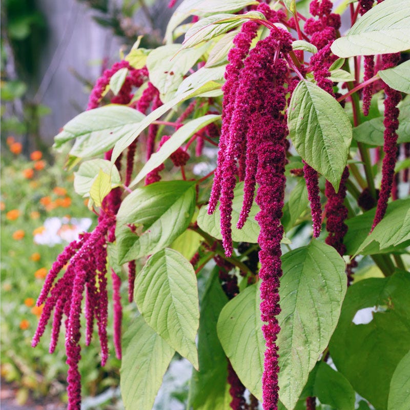 Love Lies Bleeding Seeds (Amaranthus)