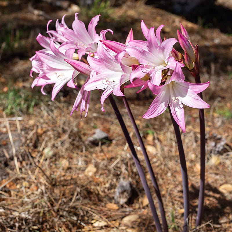 lady lily flower Naked Lady Lilies Bulbs, Amaryllis Belladonna