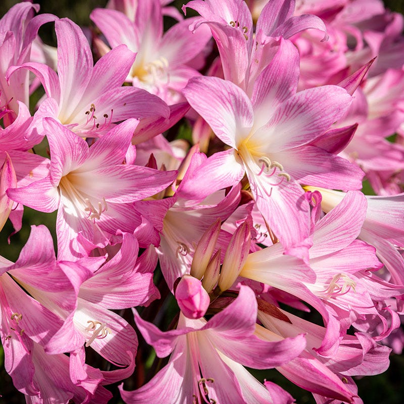 belladonna lily flower Naked Lady Lilies Bulbs, Amaryllis Belladonna