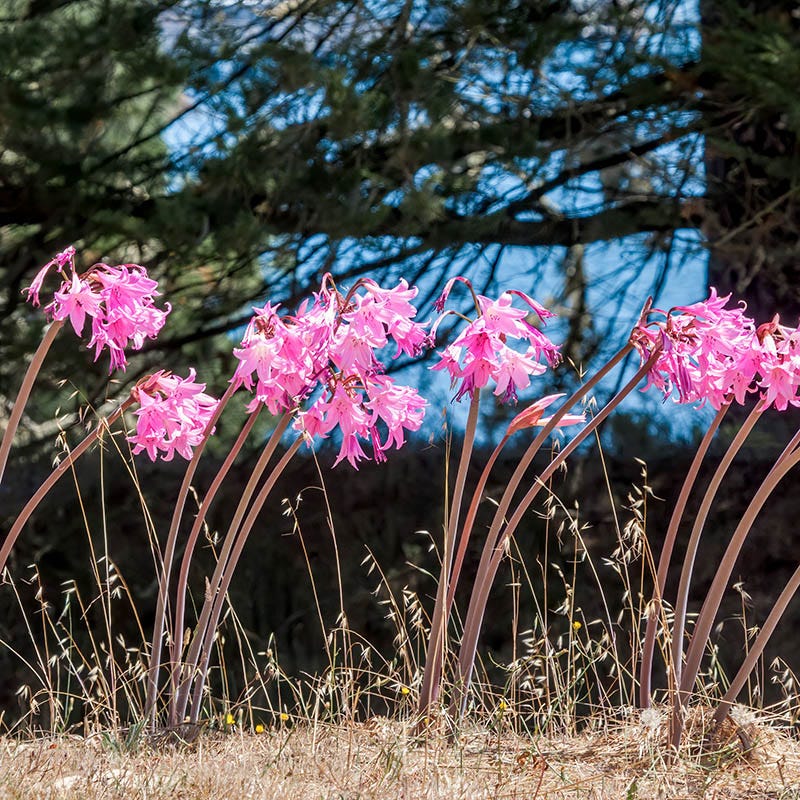 Naked Lady Lily (Amaryllis Belladonna)