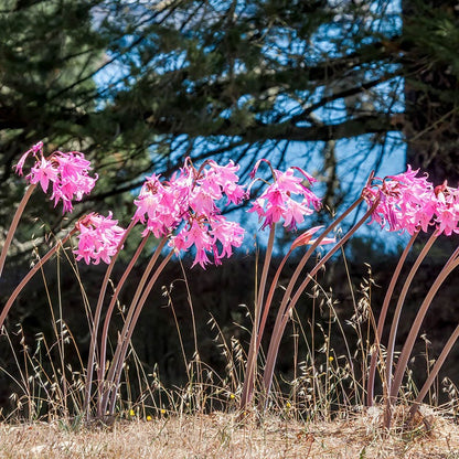 Naked Lady Lily (Amaryllis Belladonna)