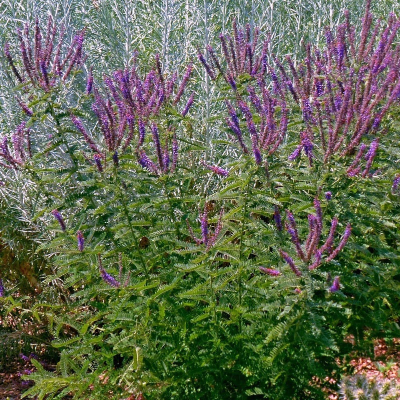 Leadplant (Amorpha)