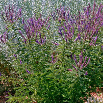 Leadplant (Amorpha)