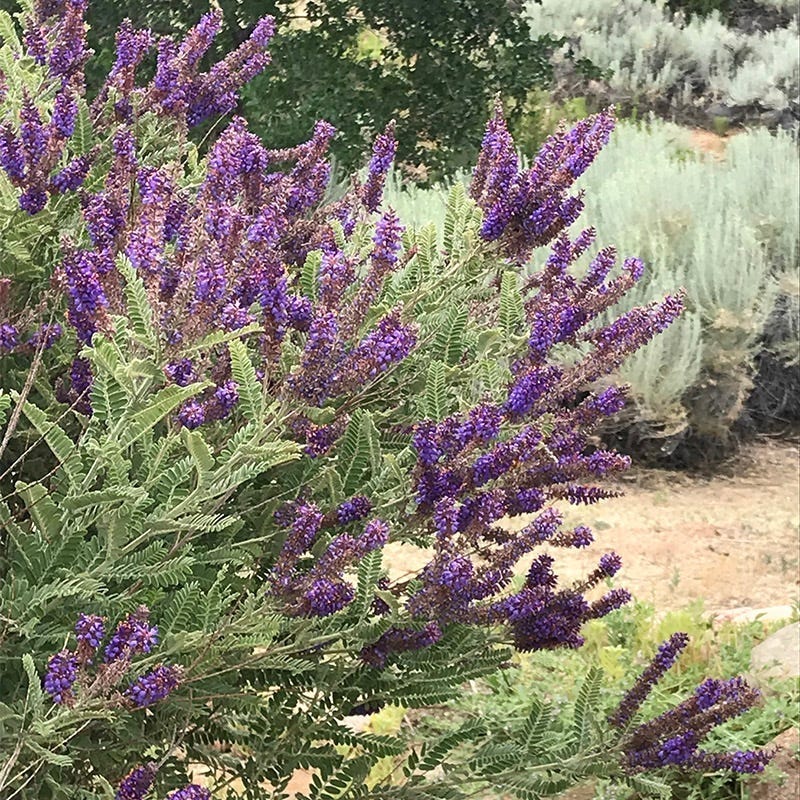 Leadplant (Amorpha canescens) - Thumbnail 3