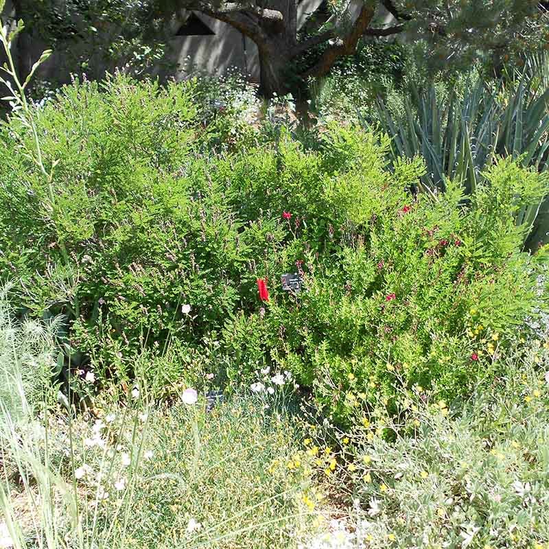 Dwarf Leadplant (Amorpha)