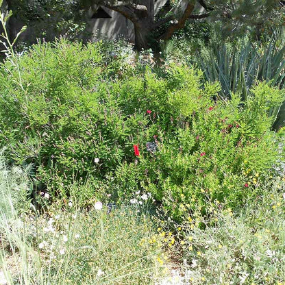 Dwarf Leadplant (Amorpha)