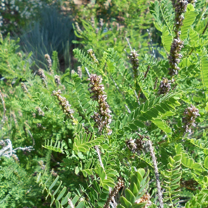 Dwarf Leadplant (Amorpha)