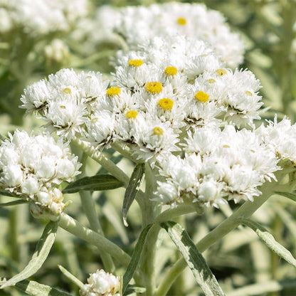 New Snow Pearly Everlasting (Anaphalis)