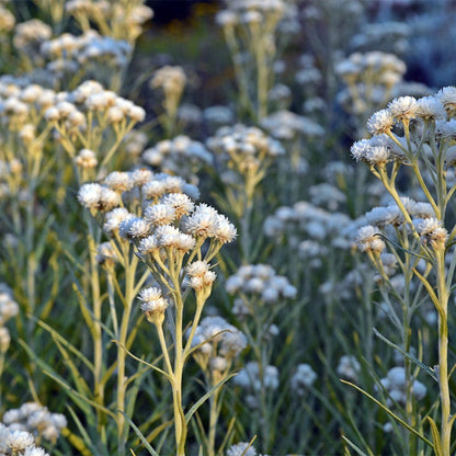 New Snow Pearly Everlasting (Anaphalis)