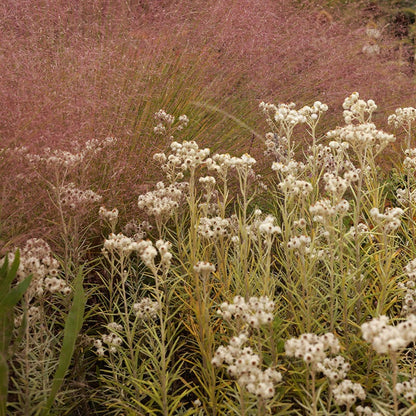 Watershed Wise Pre-Planned Garden