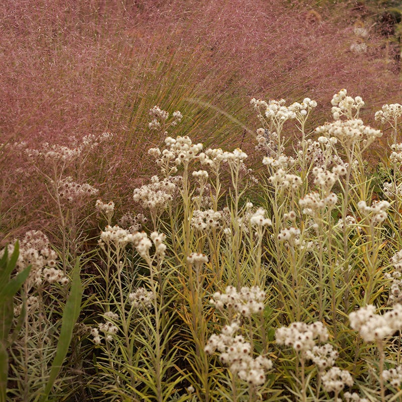 Watershed Wise Pre-Planned Garden