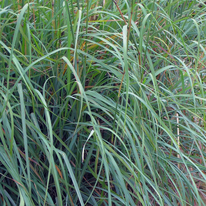 Windwalker Big Bluestem Grass