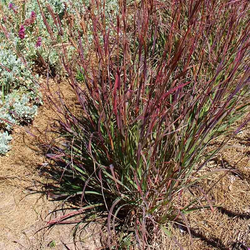 Ladybug Red Big Bluestem Grass