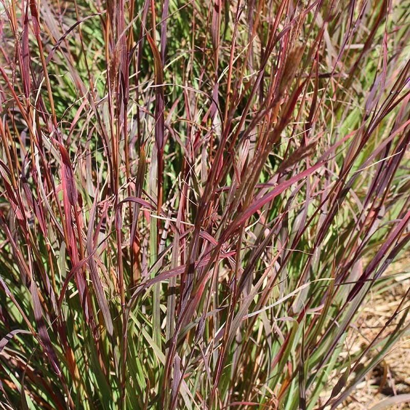 Ladybug Red Big Bluestem Grass