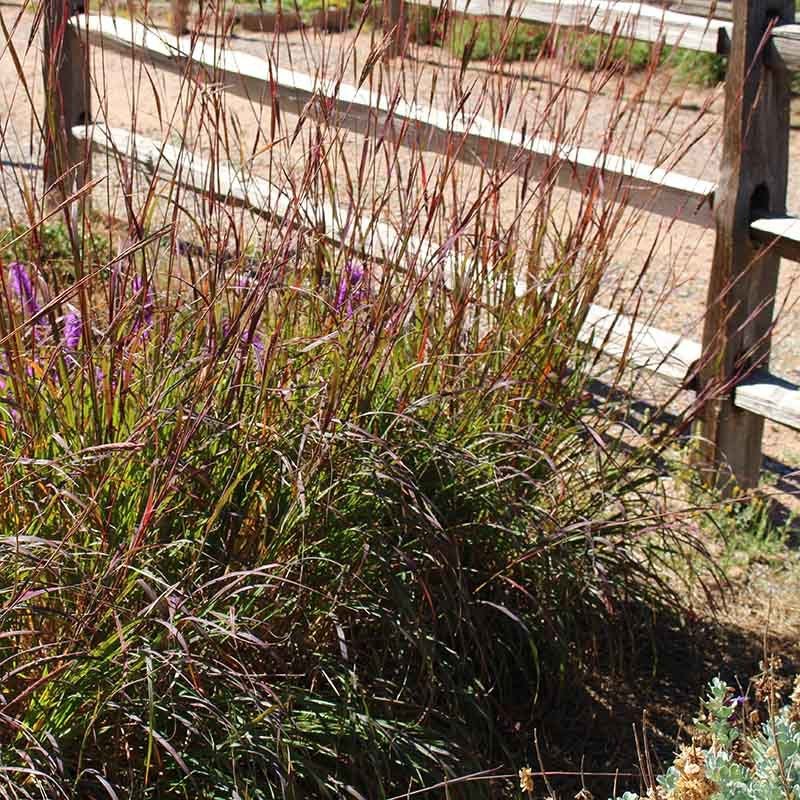 Ladybug Red Big Bluestem Grass