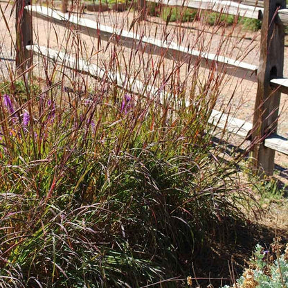 Ladybug Red Big Bluestem Grass