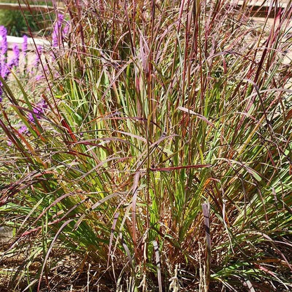 Ladybug Red Big Bluestem Grass