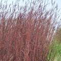Red October Big Bluestem Grass, Andropogon | High Country Gardens