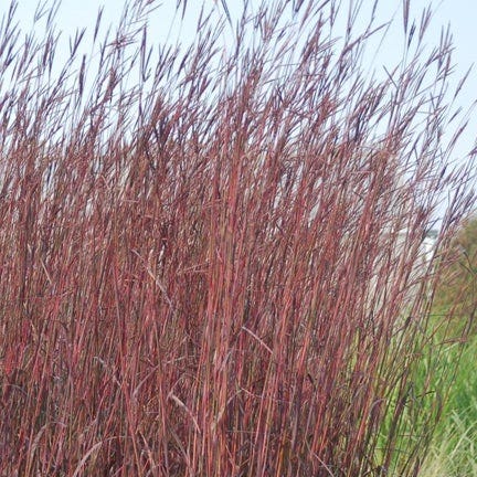 Red October Big Bluestem Grass