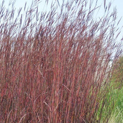 Red October Big Bluestem Grass, Andropogon | High Country Gardens