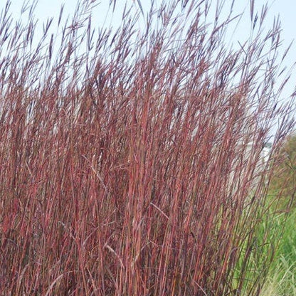 Red October Big Bluestem Grass