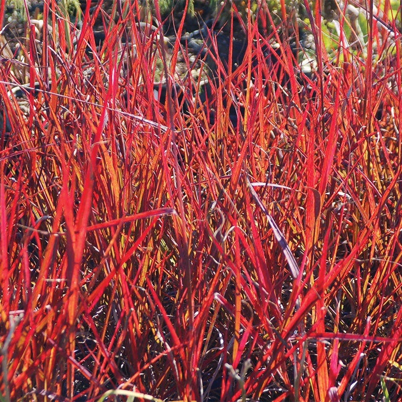Red October Big Bluestem Grass