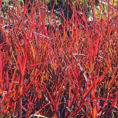 Red October Big Bluestem Grass