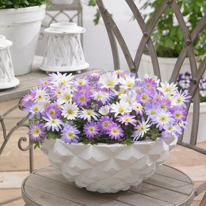 mix flowers in pot Anemone blanda Mix, Grecian Windflowers Bulb Mix