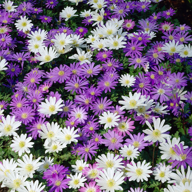 Anemone blanda Mix