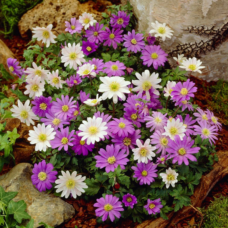 Anemone blanda Mix