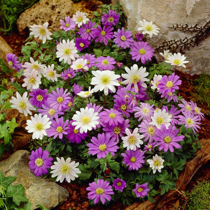 Anemone blanda Mix