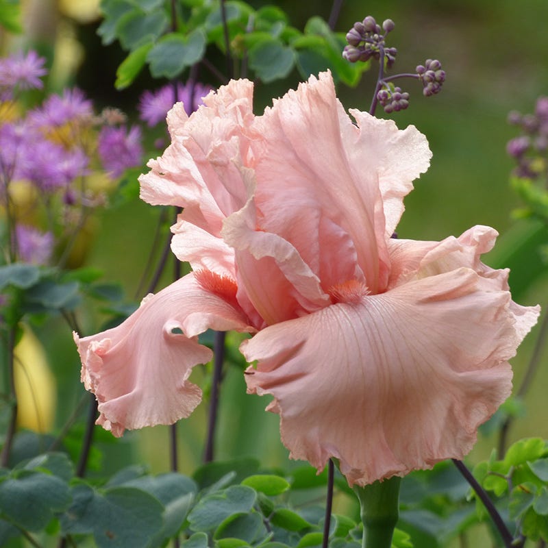 Angel's Rest Bearded Iris