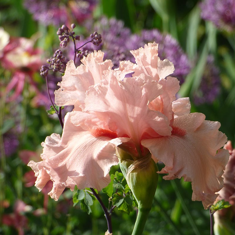Angel's Rest Bearded Iris