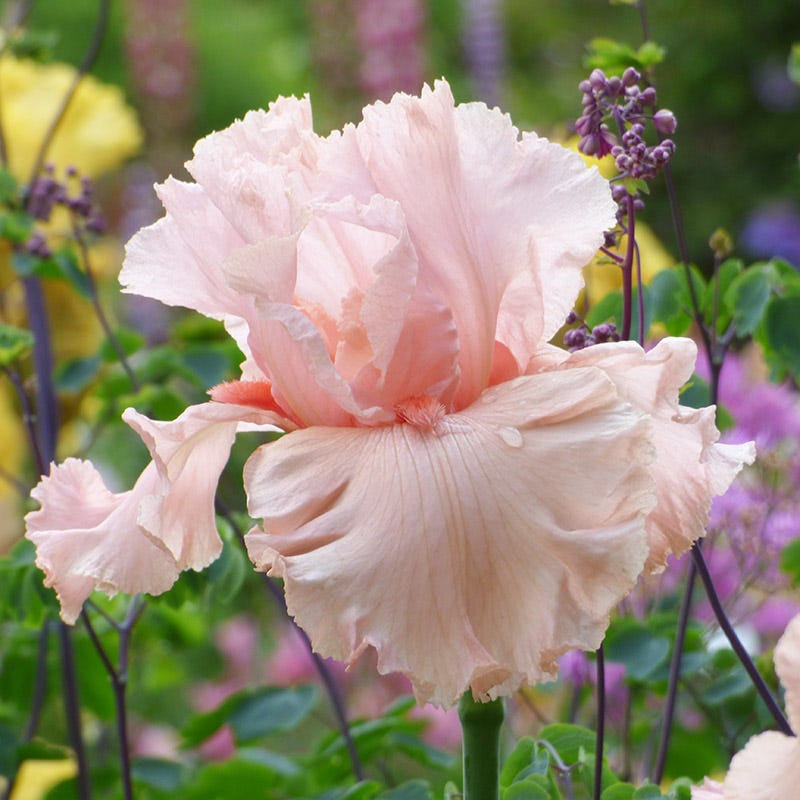 Angel's Rest Bearded Iris