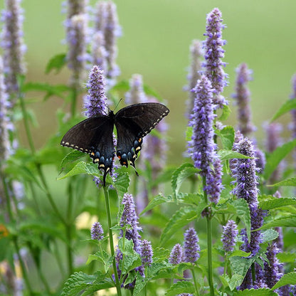 Anise Hyssop Seeds (Agastache)